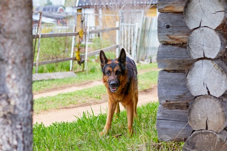 Dog German Shepherd in a village in a summer day