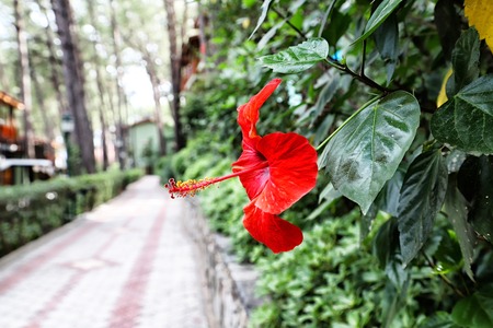 Flower near walking path in a garden for relax time in a summer dayの写真素材