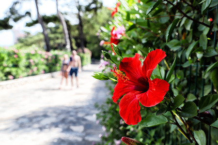 Flower near walking path in a garden for relax time in a summer dayの写真素材