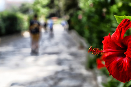 Flower near walking path in a garden for relax time in a summer dayの写真素材
