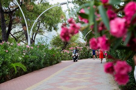 Marmaris, Turkey - May 25, 2018: Walking path in the Park, bicyclist on it and trees on the roadside in a summer dayのeditorial素材