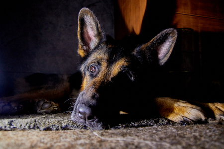 Big nice Dog German Shepherd in the roomの写真素材