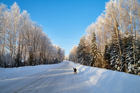 White road in a winter forest with snow covered trees in a sunny day. White landscape in a cold dayの写真素材