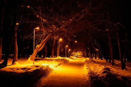 Night winter landscape in the alley of city parkの写真素材