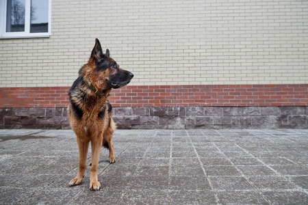 Big dog German Shepherd in a city in a dayの写真素材