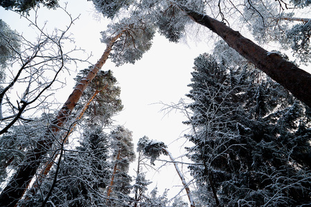 Snow covered trees in a winter forest. White landscape in a cold day. Treetop. Bottom view