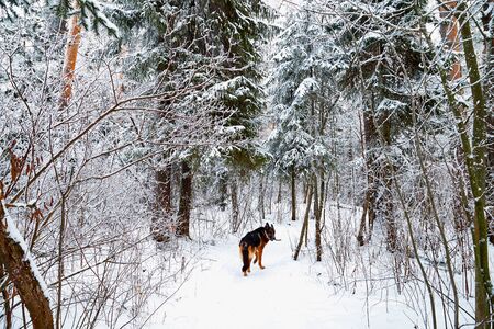 Snow covered trees in a winter forest, small path between them and dog german shepherd on it. White landscape in a cold dayの写真素材