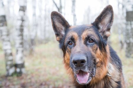 Dog German Shepherd outdoors in an autumn day. Walking in a park or in a forestの写真素材