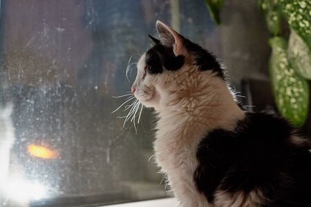 Black and white pet cat in the room near window in a dark time in the eveningの写真素材