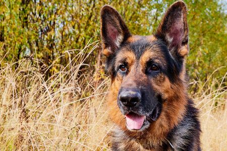 Dog German Shepherd outdoors in a field an autumn dayの写真素材