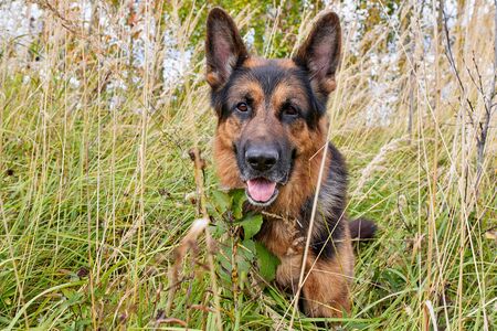 Dog German Shepherd outdoors in a field with yellow grass in an autumn dayの写真素材