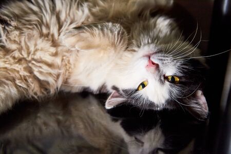 Black and white pet cat with big and long mustaches lying and resting on his back in a secluded place in the roomの写真素材