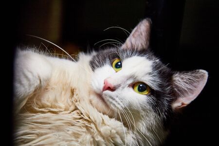 Black and white pet cat with big and long mustaches lying and resting on his back in a secluded...