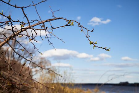 Close-up of a young branch with new green leaves in spring, with a lake in the backgroundの写真素材