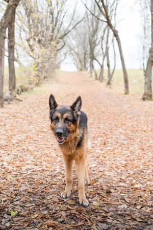 Dog German Shepherd outdoors in an autumn day. Walking in a park or in a forestの写真素材