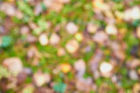 Warm yellow golden color tone blurred nature background with leaves. Blurry natural greenery bokehの写真素材