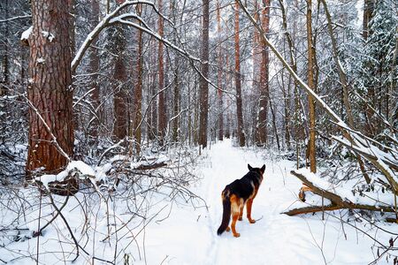 Snow covered trees in a winter forest, small path between them and dog german shepherd on it. White...