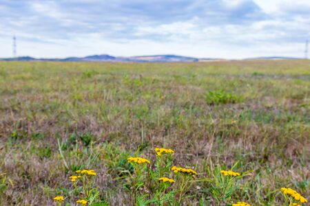 Landscape with field with flowers in an autumn day. Beautirul autumn natureの写真素材