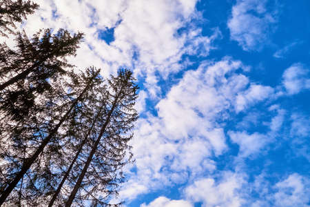 Beautiful sky with white clouds and top of trees in a sunny summer, spring or autumn day. Backgroundの写真素材
