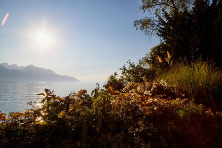 View on lake and mountains scenes through branch of tree during sunset in a summer eveningの写真素材