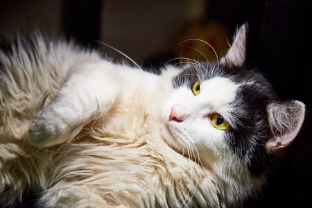 Black and white pet cat with big and long mustaches lying and resting on his back in a secluded place in the roomの写真素材