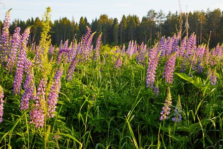 Nature landscape with lupine field at sunset in a summer eveningの写真素材