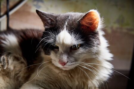 Black and white pet cat with big and long mustaches lying and resting in a secluded place in the roomの写真素材