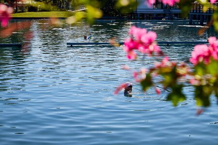 Heviz, Hungary - September 27, 2018: Balneological therapeutic lake Heviz in Hungary with warm water during all time of a yearのeditorial素材