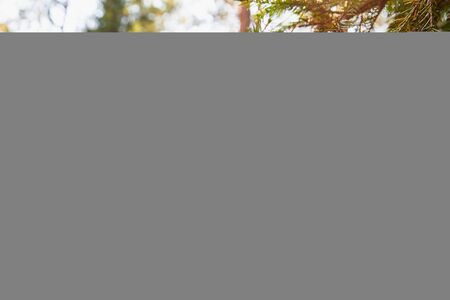 Green spruce tree branch and blurred forest in the background in a summer, sping or autumn day