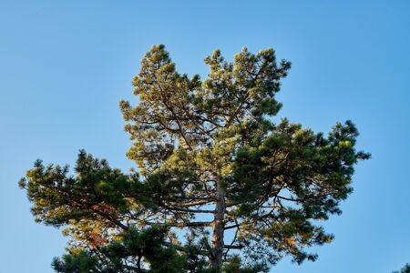 Tops of sprice tree and blue sky background in a sunny day. Natural photoの写真素材
