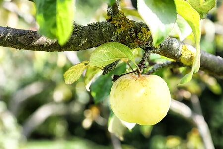 Apple on trees in fruit garden in a summer or autumn day