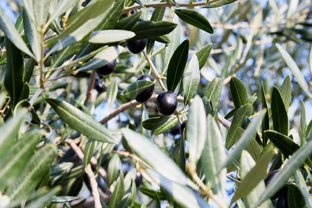 Black olives on the branch of an olive tree in the park in a summer or autumn dayの写真素材