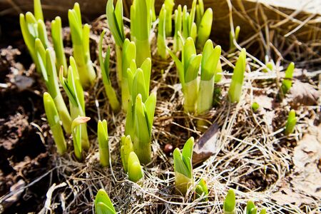 Sprouts of green grass on brown ground in early spring. Macro and closeupの写真素材