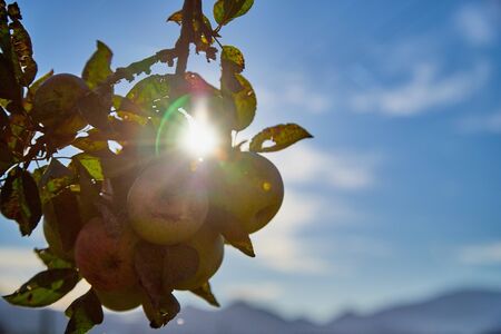 Apple on trees in fruit garden in a summer or autumn day