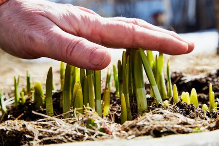 Sprouts of green grass on brown ground and snow in early spring. Pensioner touches young grass on...
