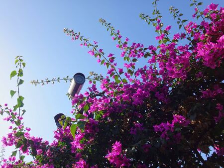 Beautiful flowers at the top, sky background and a security video camera hidden in it in a summer or...