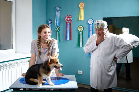 Kirov, Russia - September 13, 2019: Professional vet doctor examines a small adult dog. Caucasian fat plump male vet works in a veterinary clinic with female nurseのeditorial素材