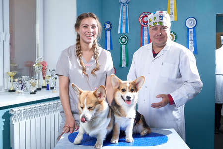 Kirov, Russia - September 13, 2019: Professional vet doctor examines a small adult dog. Caucasian fat plump male vet works in a veterinary clinic with female nurseのeditorial素材