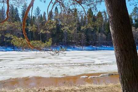 River with ice drift and and forest in a sunny spring day. Big white pieces of ice and snow in a...