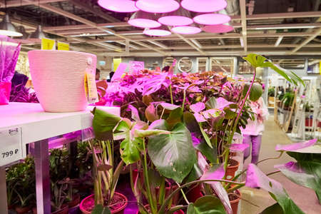 Kazan, Russia - December 22, 2019: Interior of large IKEA store with a wide range of products in Russia. Flowers in the hallのeditorial素材