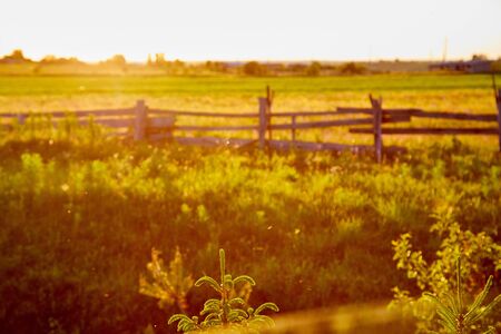Countryside in with a meadow, field and a fence with wooden poles and posts in the evening during sunset. Rural and rustic landscape in Russiaの写真素材