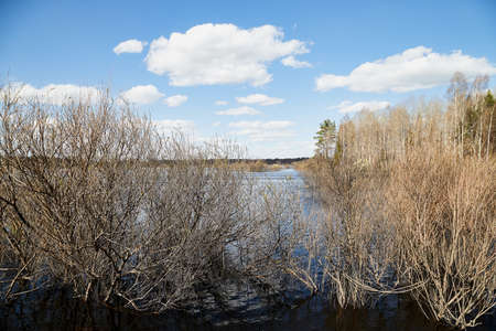 High water on a river or on a lake in sunny spring day. Russian nature landscape with water, trees and blue sky with white cloudsのeditorial素材