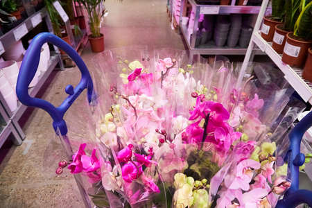 Kazan, Russia - December 22, 2019: Interior of large IKEA store with a wide range of products in Russia. Flowers in the hallのeditorial素材