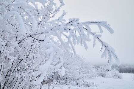 Landscape with tree in the foreground and field in the distance on a winter dayの写真素材