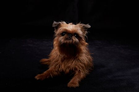 Shaggy Belgian Griffon, Brussels Griffon dog on Black Background in studioの写真素材