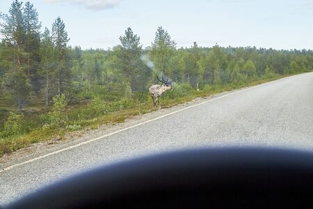 Reindeers walking on the road in summer or autumn season in Finland, Lapland. View from the carの写真素材