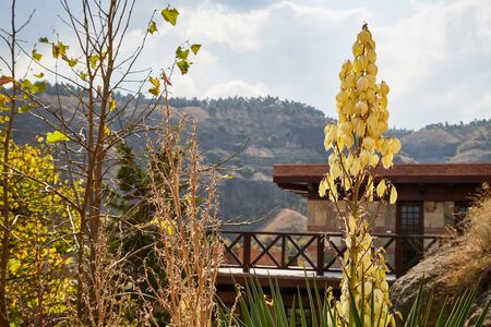 Autumn landscape with yellow trees in mountains and sky with fog haze background in a day or morning timeの写真素材