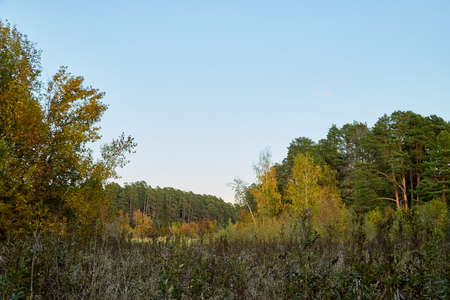 Landscape with forest and high trees in it in summer or autumn dayの写真素材