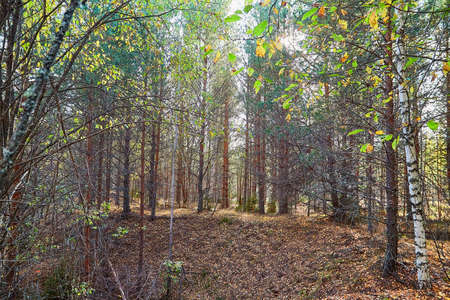 Landscape with forest and trees in it in summer or autumn day
