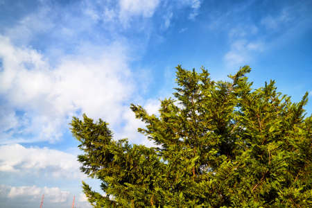 Top of green trees and blue sky backgroundの写真素材